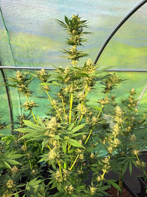 Sour Papaya. Week 12 - DAY41 (bloom) Plant #1