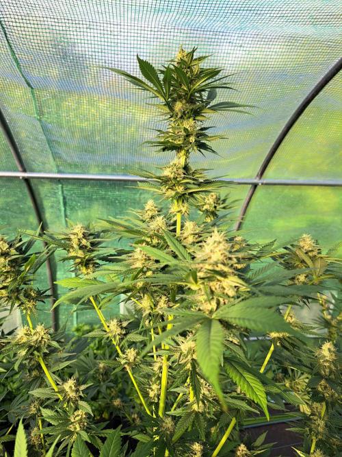 Sour Papaya. Week 12 - DAY41 (bloom) Plant #1