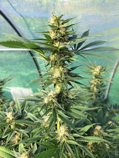 Sour Papaya. Week 12 - DAY41 (bloom) Plant #1