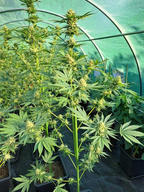 Sour Papaya. Week 12 - DAY41 (bloom) Plant #2