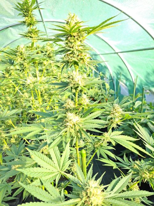 Sour Papaya. Week 12 - DAY41 (bloom) Plant #2