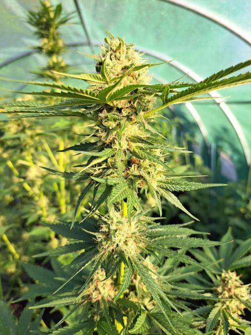 Sour Papaya. Week 12 - DAY41 (bloom) Plant #2