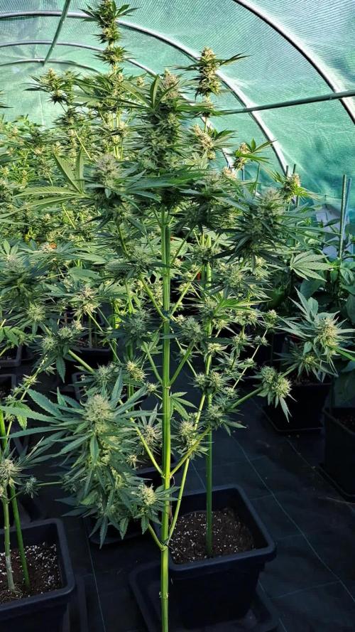 Sour Papaya