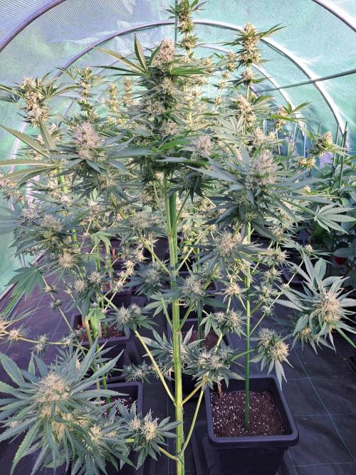 Sour Papaya. Week 12 - DAY41 (bloom) Plant #3