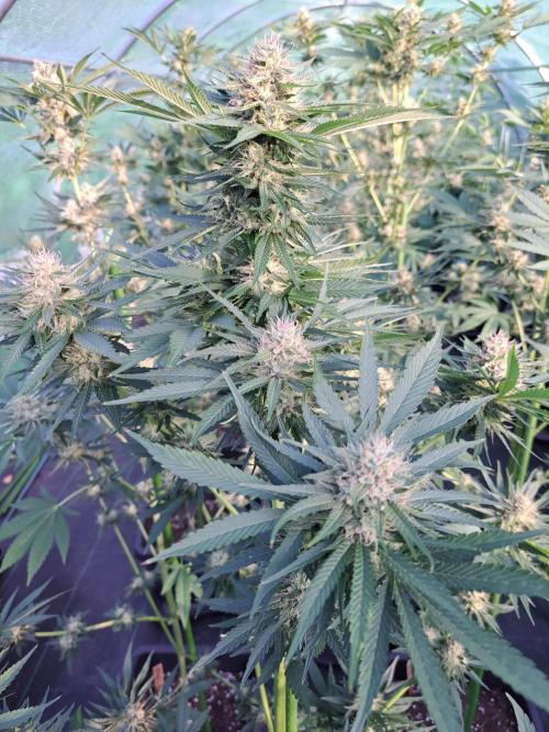 Sour Papaya. Week 12 - DAY41 (bloom) Plant #3