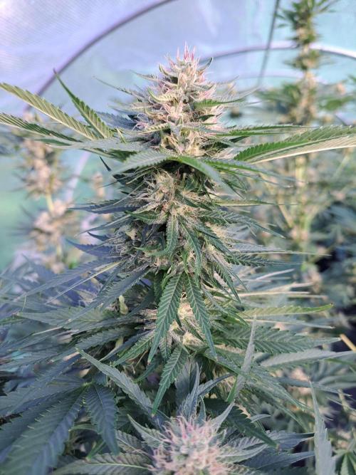 Sour Papaya. Week 12 - DAY41 (bloom) Plant #3