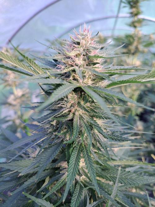 Sour Papaya. Week 12 - DAY41 (bloom) Plant #3