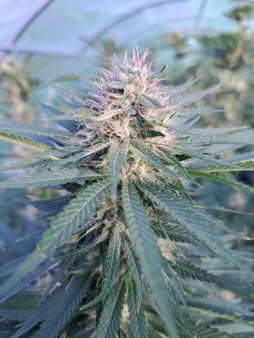 Sour Papaya. Week 12 - DAY41 (bloom) Plant #3