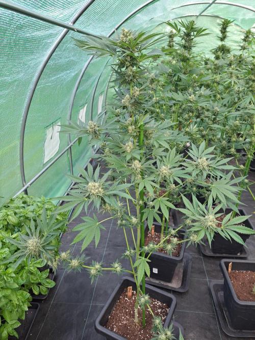 Permant Marker X Georgia Pie. Week 12 - DAY41 (bloom) Plant #1