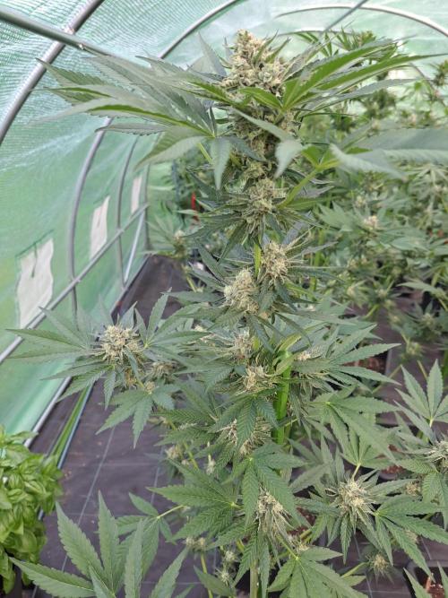 Permant Marker X Georgia Pie. Week 12 - DAY41 (bloom) Plant #1