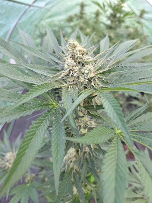 Permant Marker X Georgia Pie. Week 12 - DAY41 (bloom) Plant #1