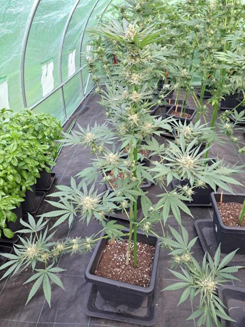 Permant Marker X Georgia Pie. Week 12 - DAY41 (bloom) Plant #2
