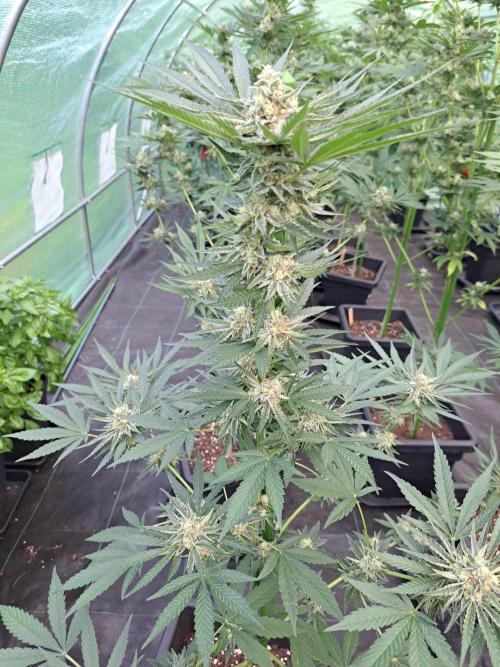 Permant Marker X Georgia Pie. Week 12 - DAY41 (bloom) Plant #2