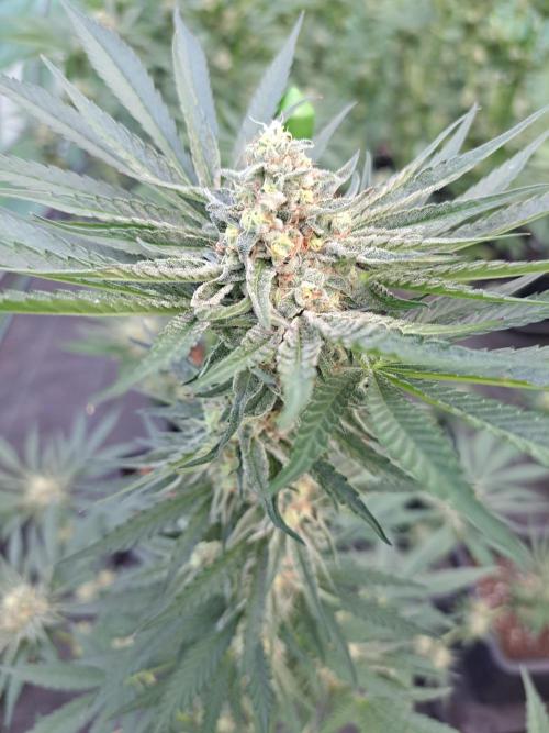 Permant Marker X Georgia Pie. Week 12 - DAY41 (bloom) Plant #2