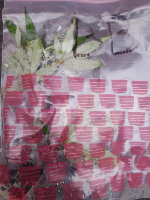 Blockberry CLONE. Week 1 - DAY13 Plastic bag with clone