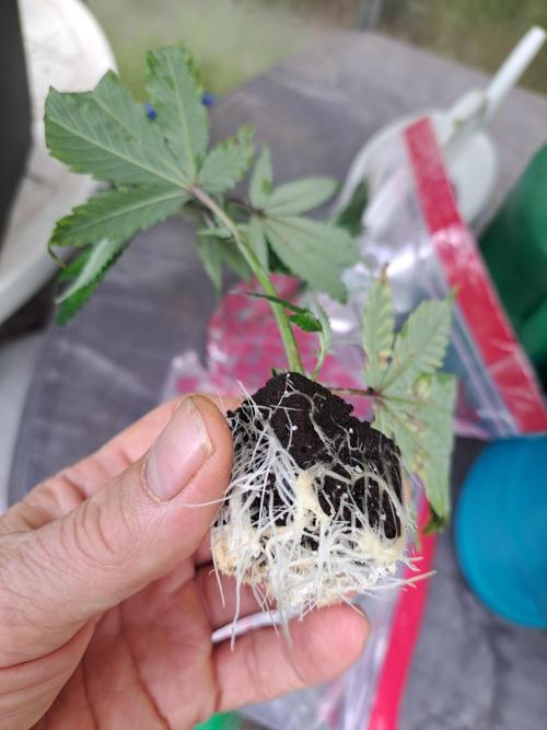 Blockberry CLONE. Week 1 - DAY13 Well-rooted clone