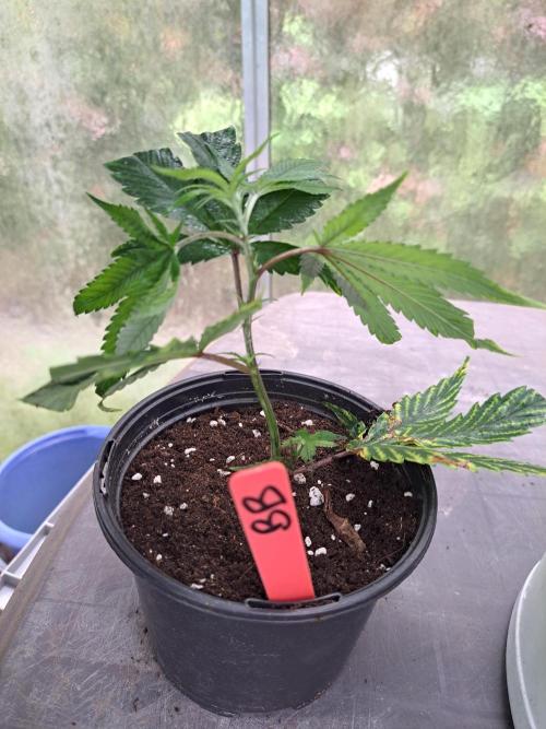 Blockberry CLONE. Week 1 - After transplantation