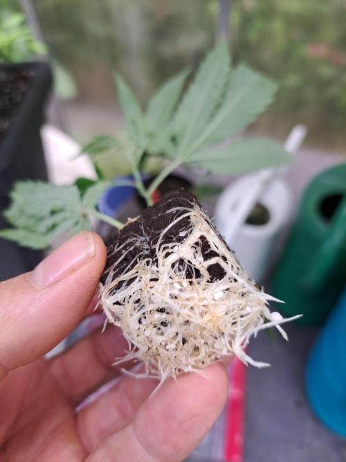 Halle Berry CLONE. Week 1 - DAY13 Well-rooted clone