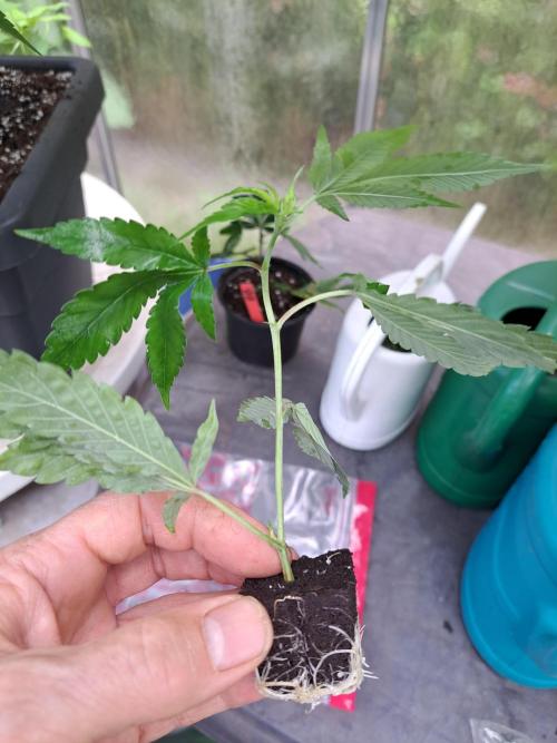 Halle Berry CLONE. Week 1 - DAY13 Well-rooted clone
