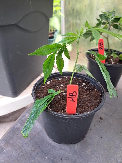 Halle Berry CLONE. Week 1 - After transplantation