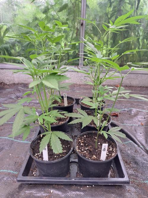 Amnesia Haze Go Fast CLONES. Week 6 - DAY46