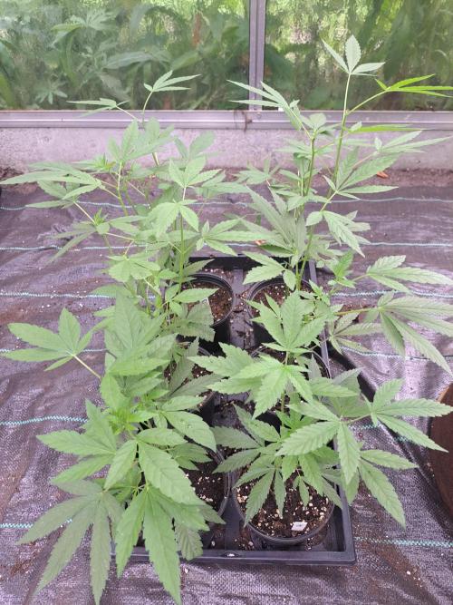 Amnesia Haze Go Fast CLONES. Week 6 - DAY46