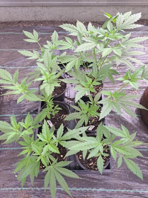 Clementine Slush CLONES. Week 6 - DAY46