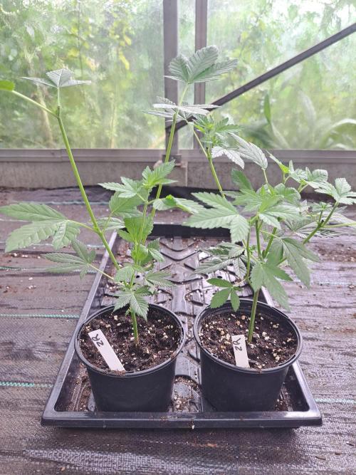 Zoap Rosé CLONES. Week 6 - DAY46