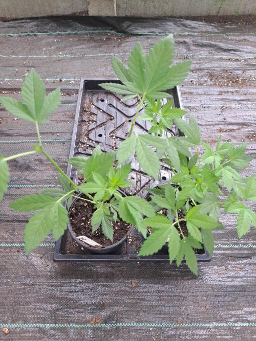 Zoap Rosé CLONES. Week 6 - DAY46
