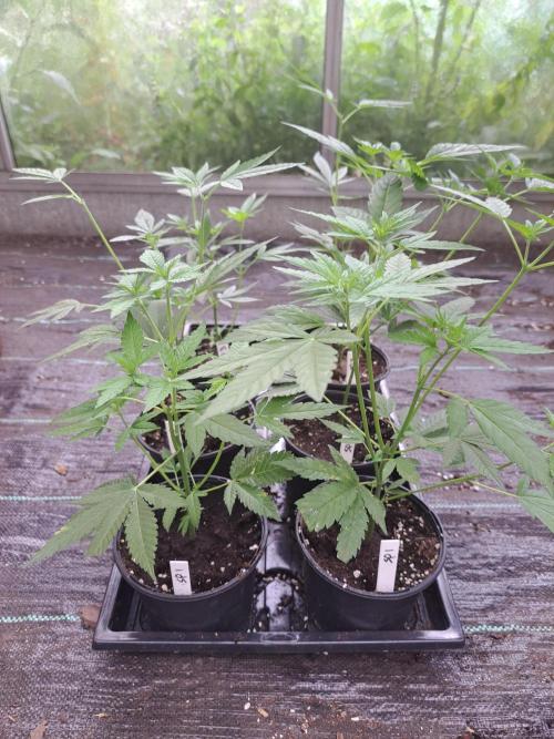 Sour Papaya CLONES. Week 6 - DAY46