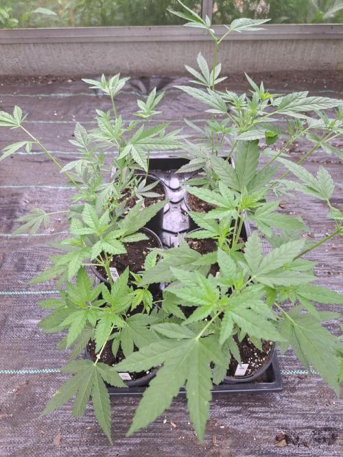 Sour Papaya CLONES. Week 6 - DAY46