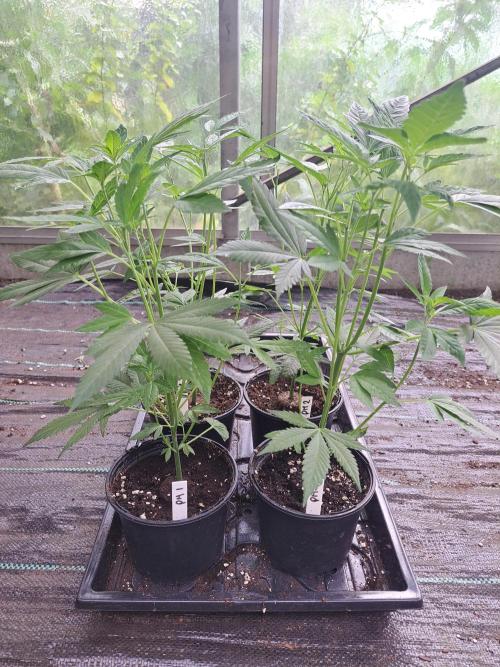 Permant Marker X Georgia Pie CLONES. Week 6 - DAY46