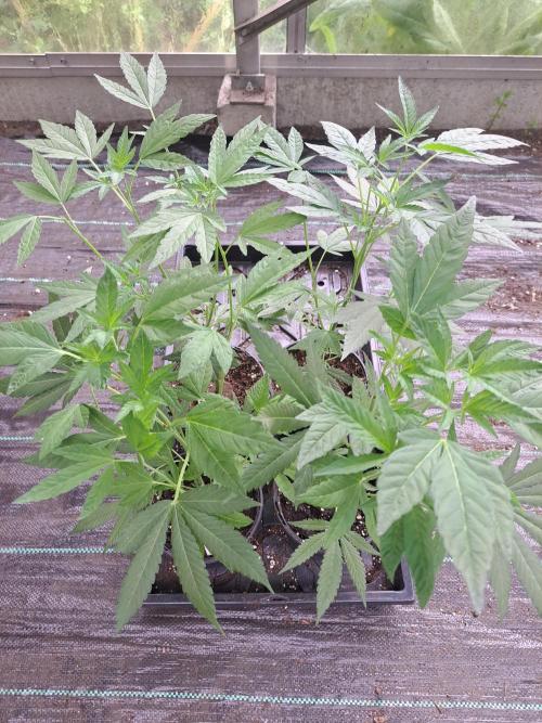 Permant Marker X Georgia Pie CLONES. Week 6 - DAY46