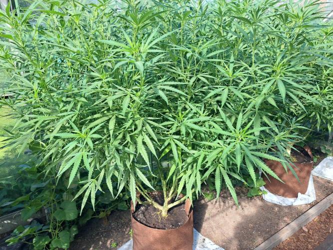 GH Biscotti#7 Zamnesia CLONE. Week 24 - DAY172 Plant #2