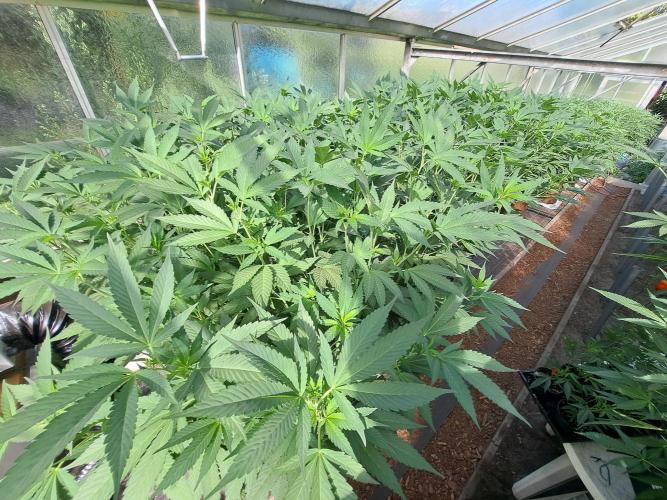 GH Cookies Gelato CLONE. Week 23 - DAY167