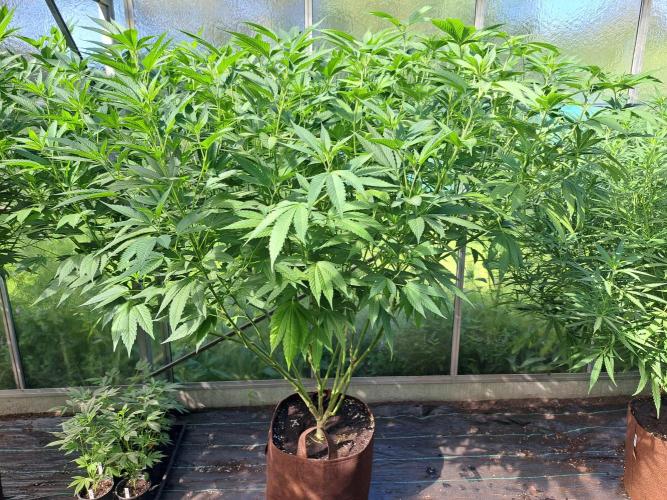GH Cookies Gelato CLONE. Week 23 - DAY167 Plant #1