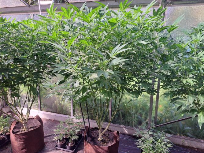 GH Cookies Gelato CLONE. Week 23 - DAY167 Plant #2