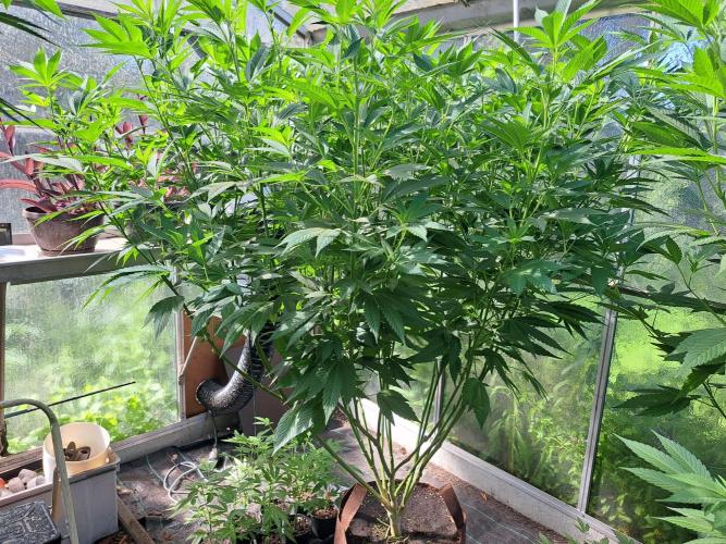 GH Cookies Gelato CLONE. Week 23 - DAY167 Plant #3