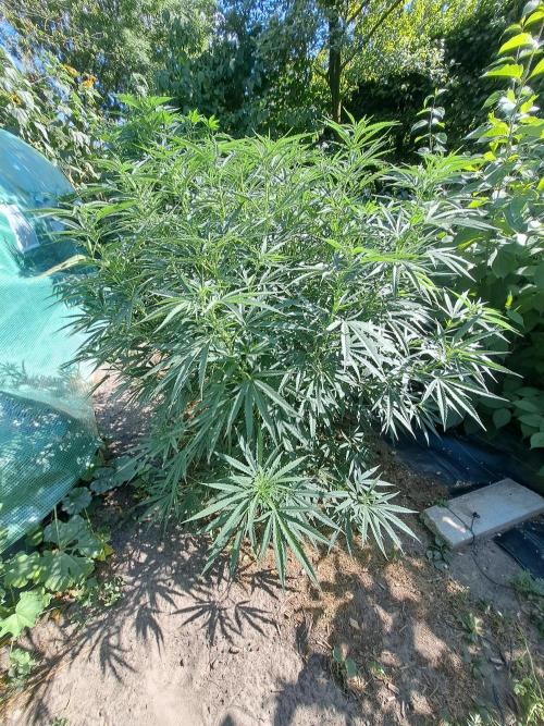 OUT Biscotti#7 CLONE. Week 13 - DAY90 Plant #2