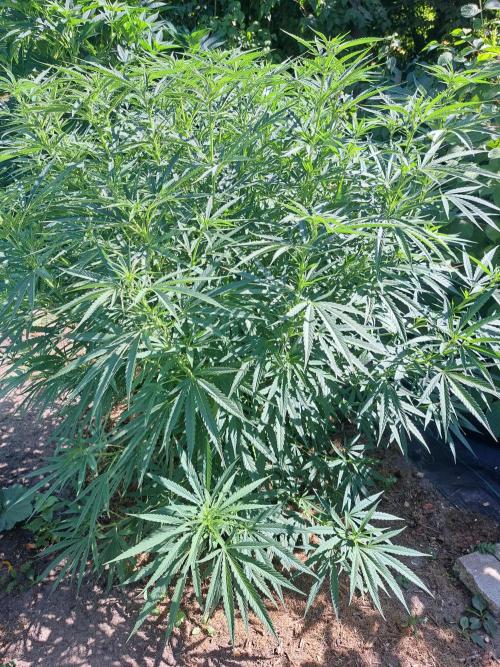 Biscotti. Week 13