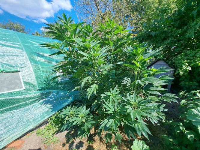 OUT Cookies Gelato CLONE. Week 13 - DAY90 Plant #2
