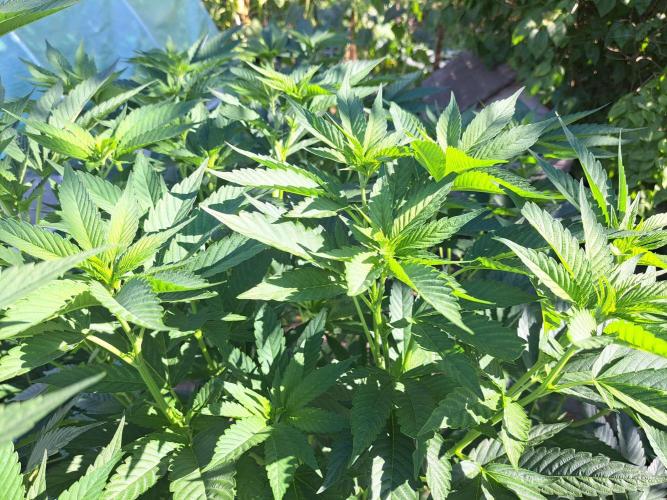 OUT Cookies Gelato CLONE. Week 13 - DAY90 Plant #2