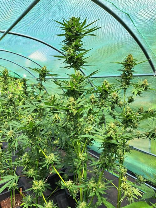 Amnesia Haze Go Fast. Week 13 - DAY48 (bloom) Plant #1