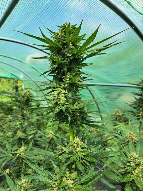 Amnesia Haze Go Fast. Week 13 - DAY48 (bloom) Plant #1
