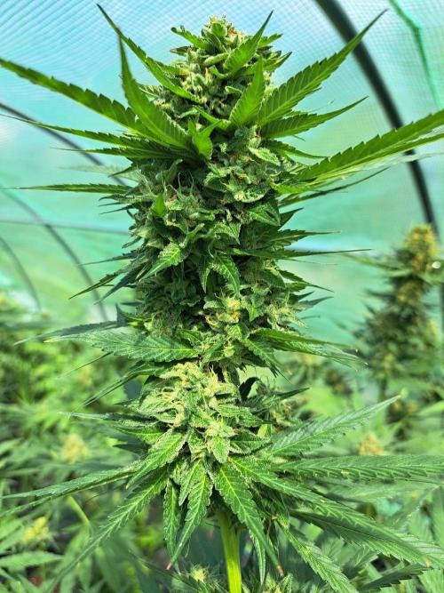 Amnesia Haze Go Fast. Week 13 - DAY48 (bloom) Plant #1