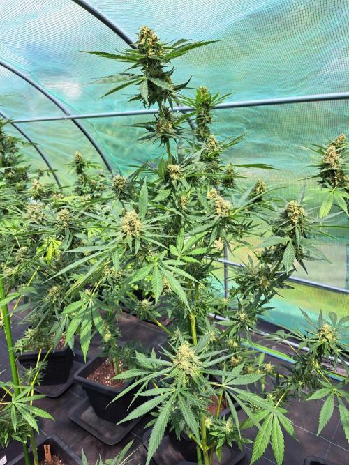 Amnesia Haze Go Fast. Week 13 - DAY48 (bloom) Plant #2