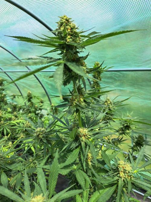 Amnesia Haze Go Fast. Week 13 - DAY48 (bloom) Plant #2