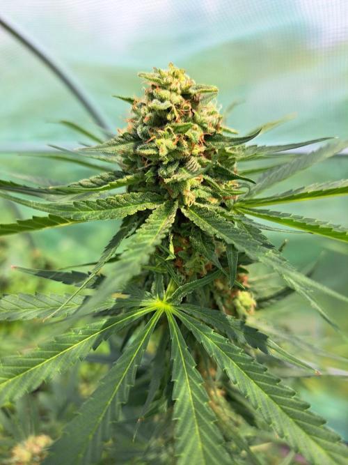 Amnesia Haze Go Fast. Week 13 - DAY48 (bloom) Plant #2