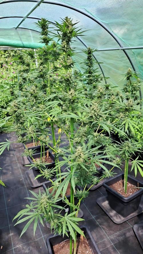 Amnesia Haze Go Fast