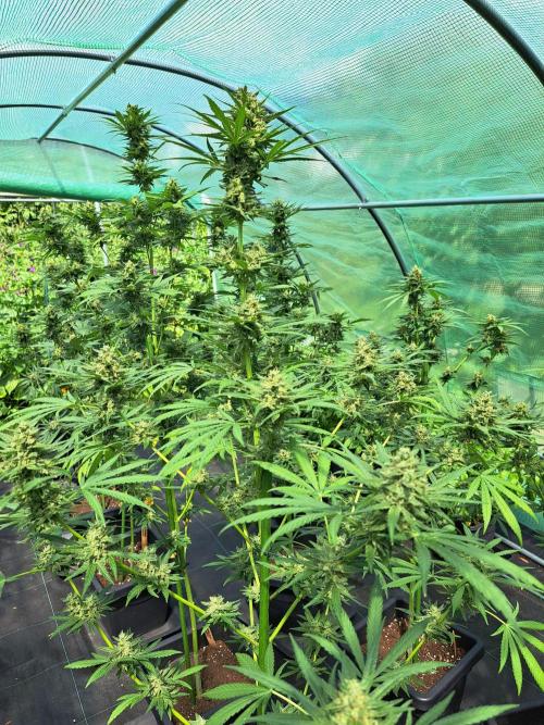 Amnesia Haze Go Fast. Week 13 - DAY48 (bloom) Plant #3